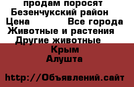 продам поросят .Безенчукский район  › Цена ­ 2 500 - Все города Животные и растения » Другие животные   . Крым,Алушта